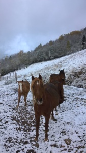 chevaux_sous_neige